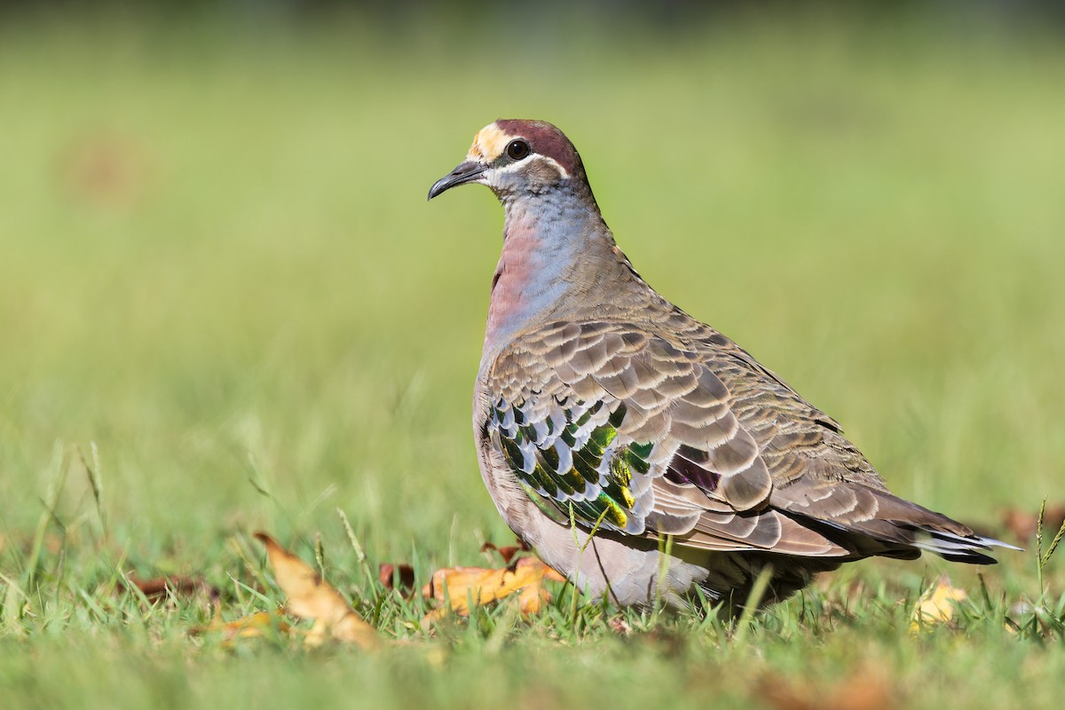 Common Bronzewing - ML617028139