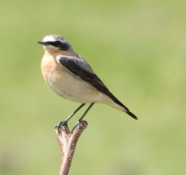 Northern Wheatear - Edmund Bell