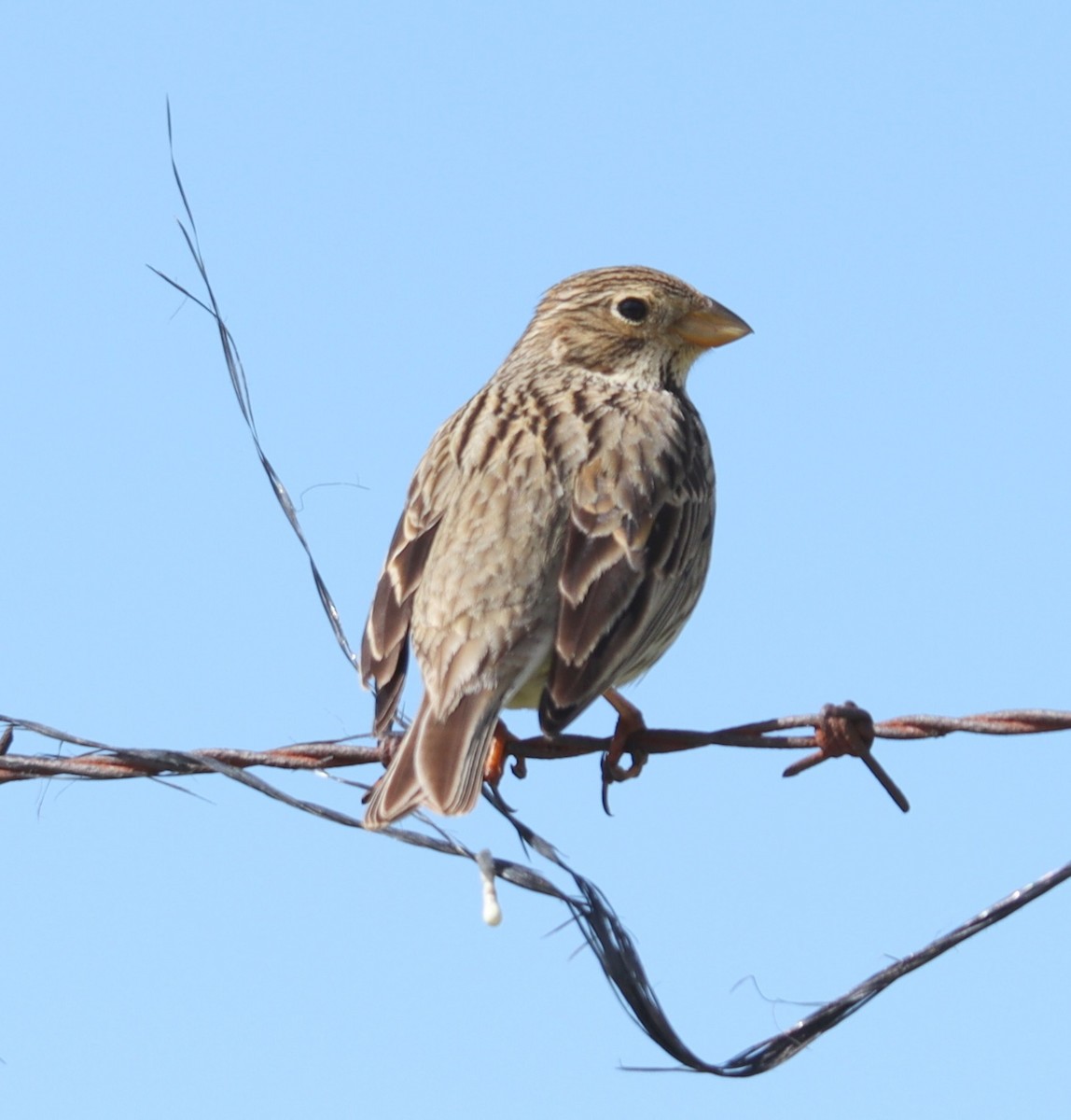 Corn Bunting - ML617028166