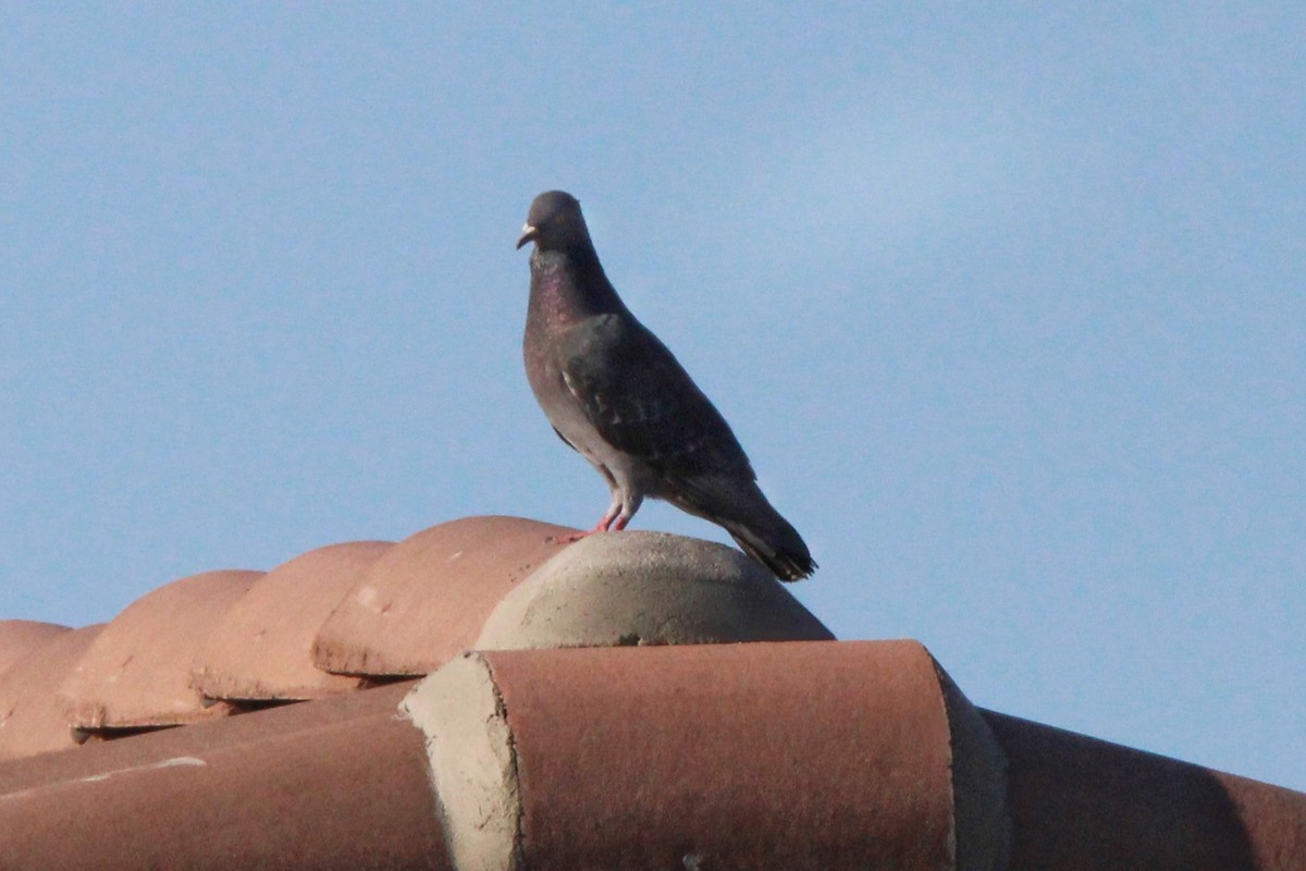 Rock Pigeon (Feral Pigeon) - ML617028202