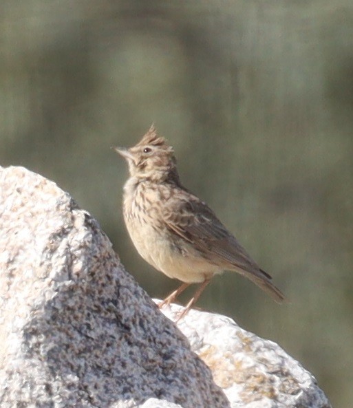 Crested Lark - ML617028236