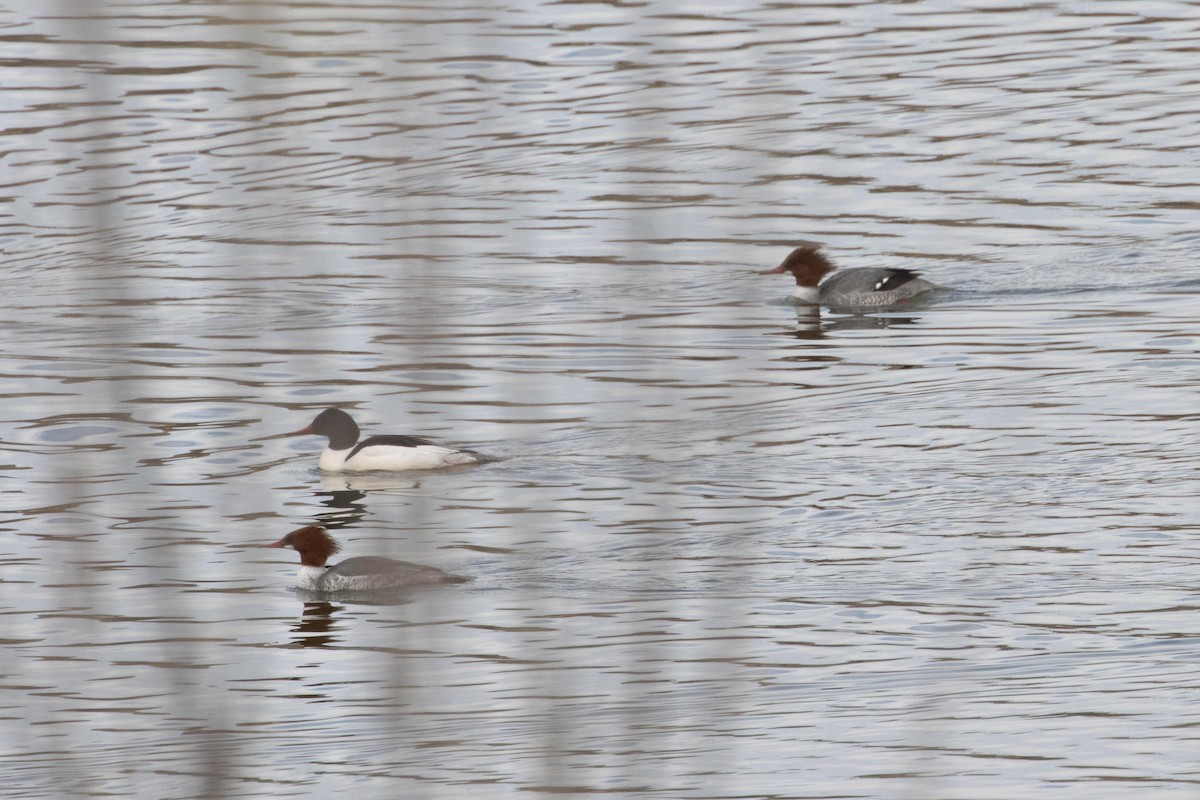 Common Merganser - ML617028241