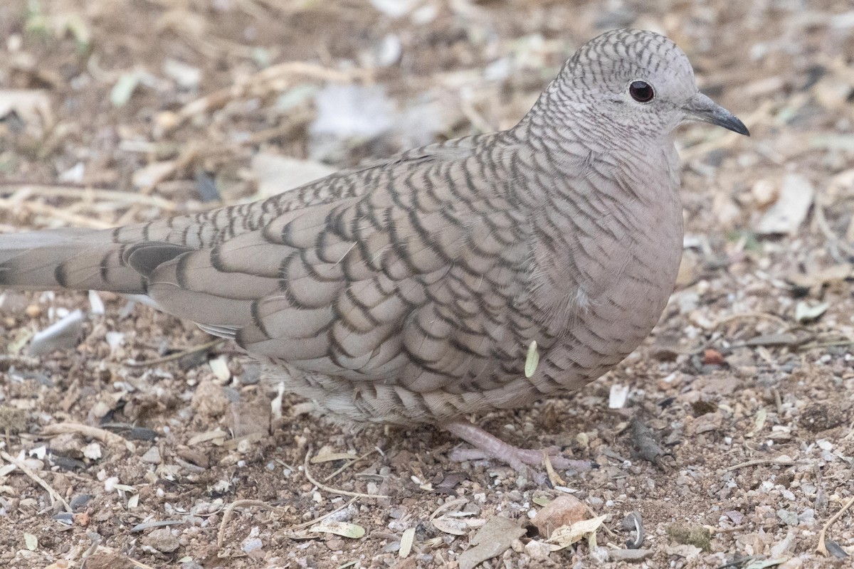 Inca Dove - ML617028261