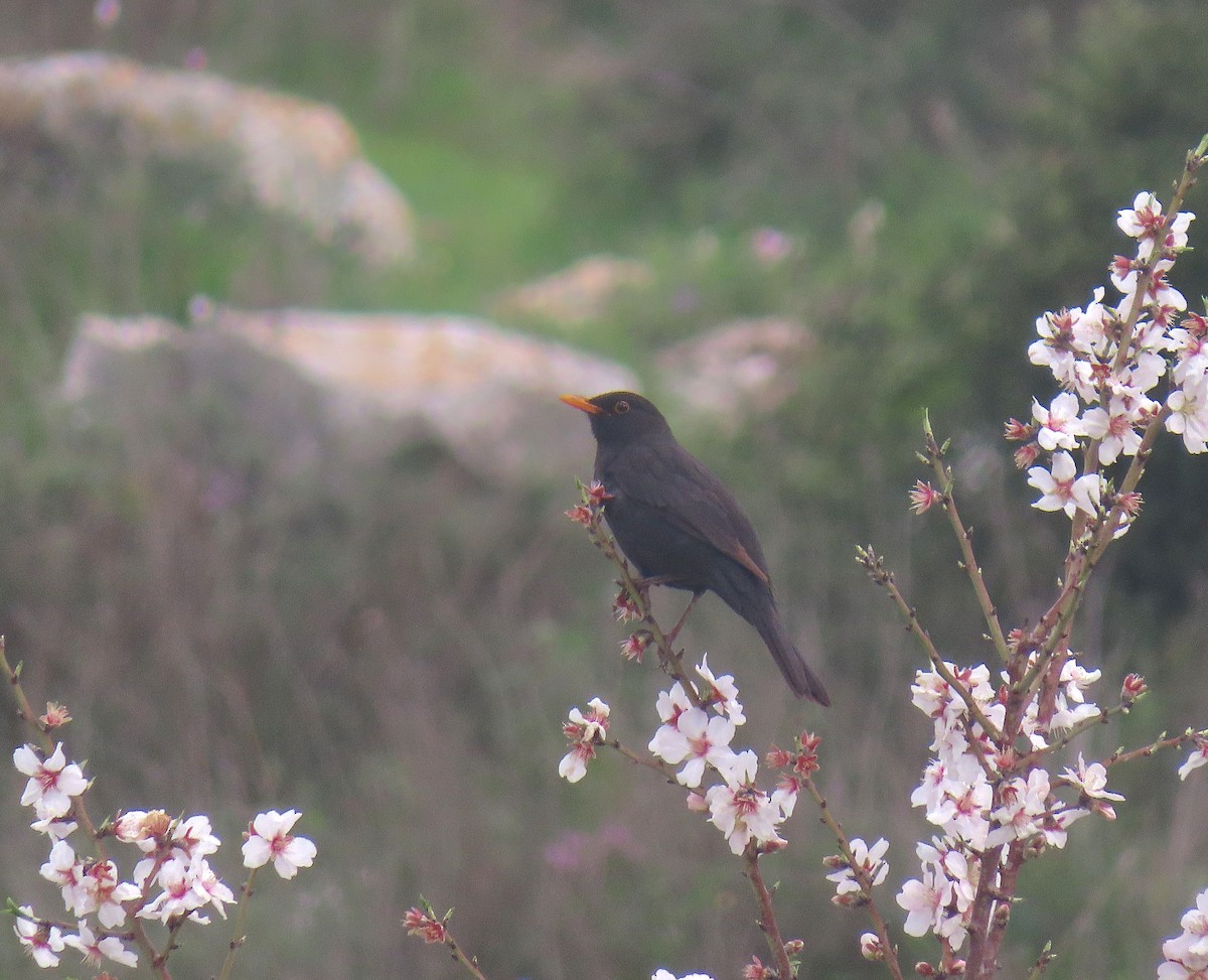 Eurasian Blackbird - ML617028263