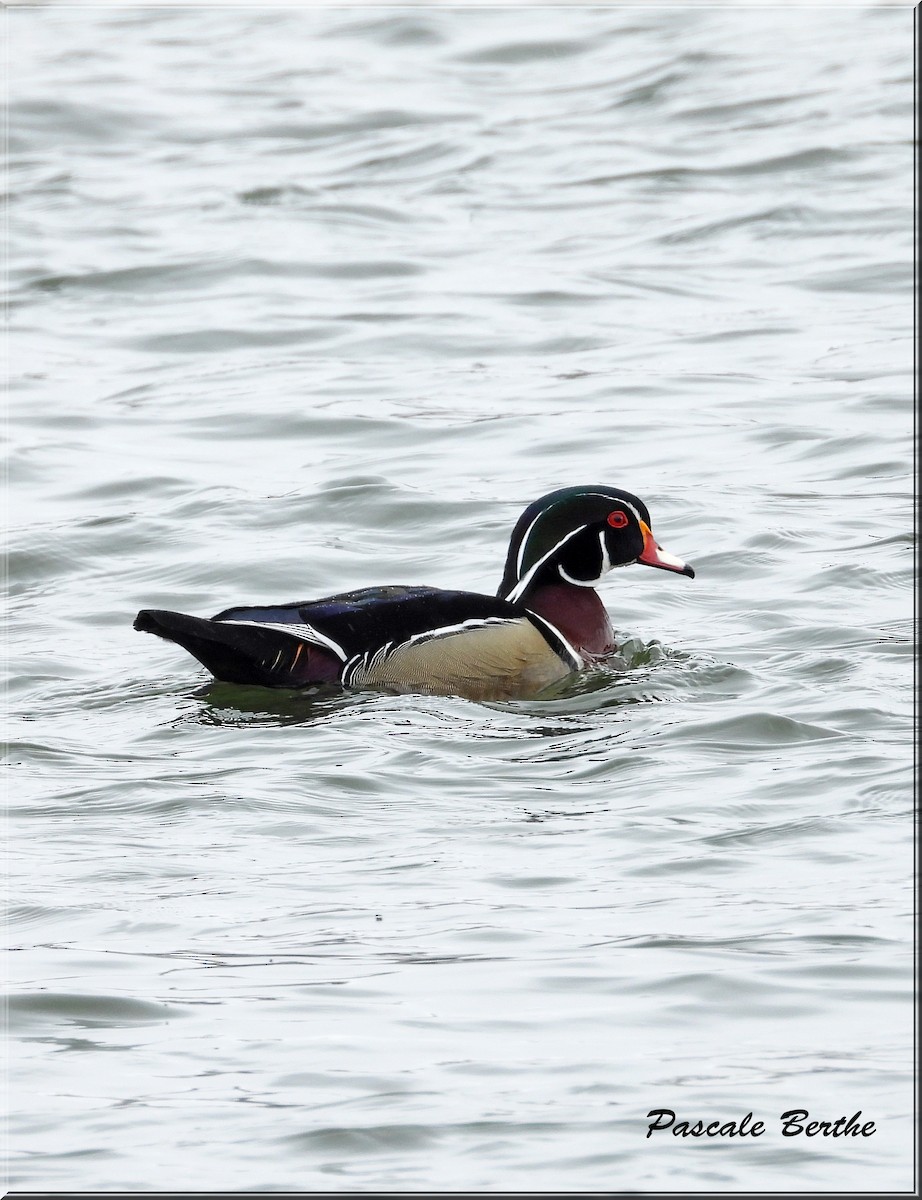 Wood Duck - ML617028278