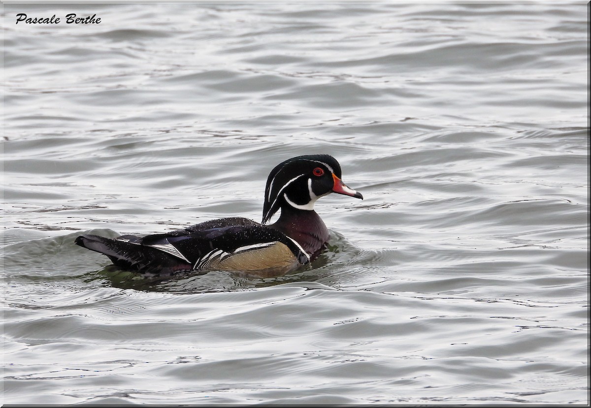 Wood Duck - ML617028279