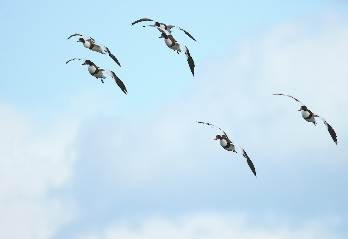 Common Shelduck - ML617028281