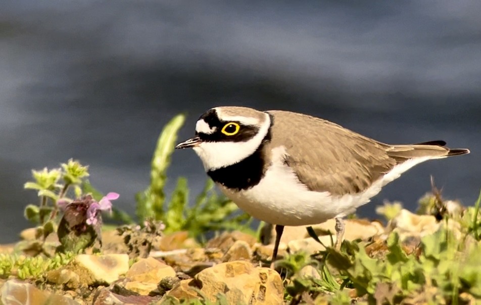 Little Ringed Plover - ML617028294