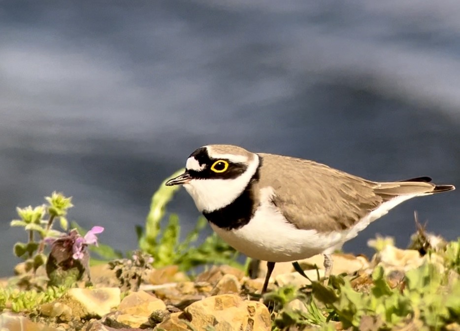 Little Ringed Plover - ML617028295