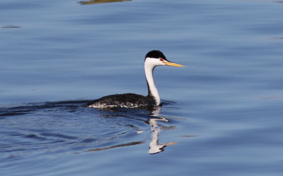 Clark's Grebe - ML617028328