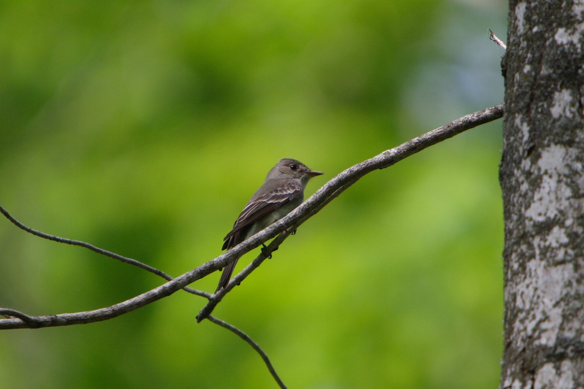 Eastern Wood-Pewee - ML617028350