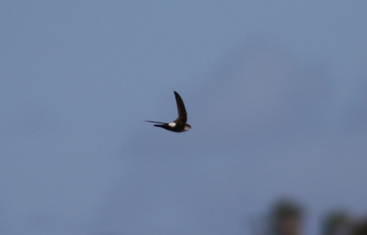 White-throated Swift - Steven Glynn