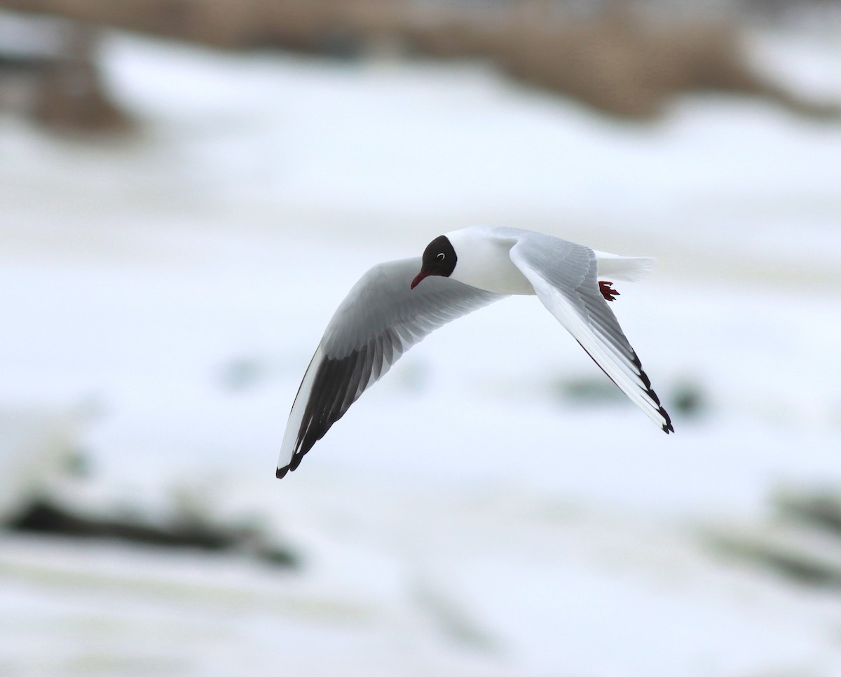 Black-headed Gull - ML617028395