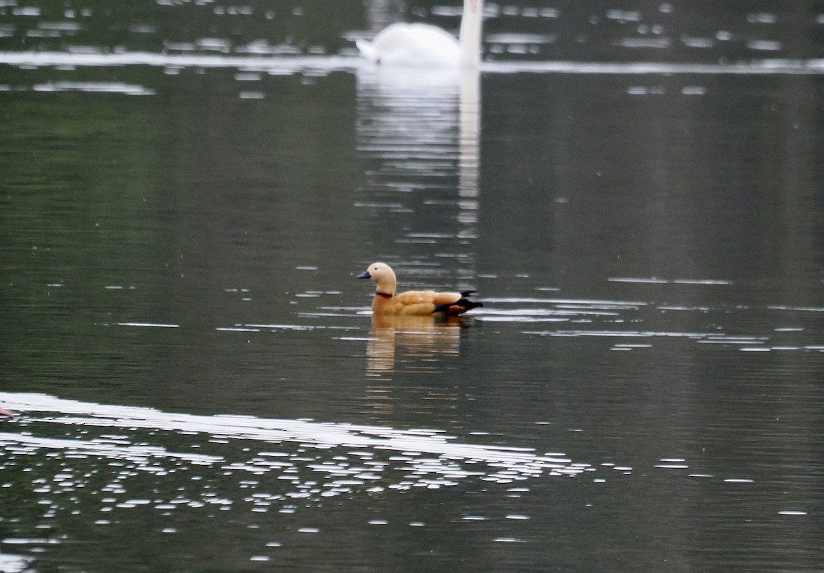 Ruddy Shelduck - ML617028397