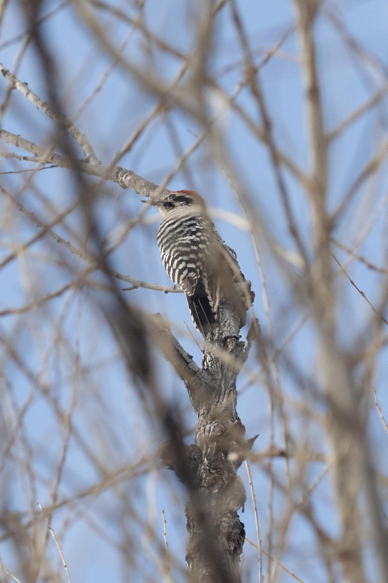 Ladder-backed Woodpecker - ML617028402