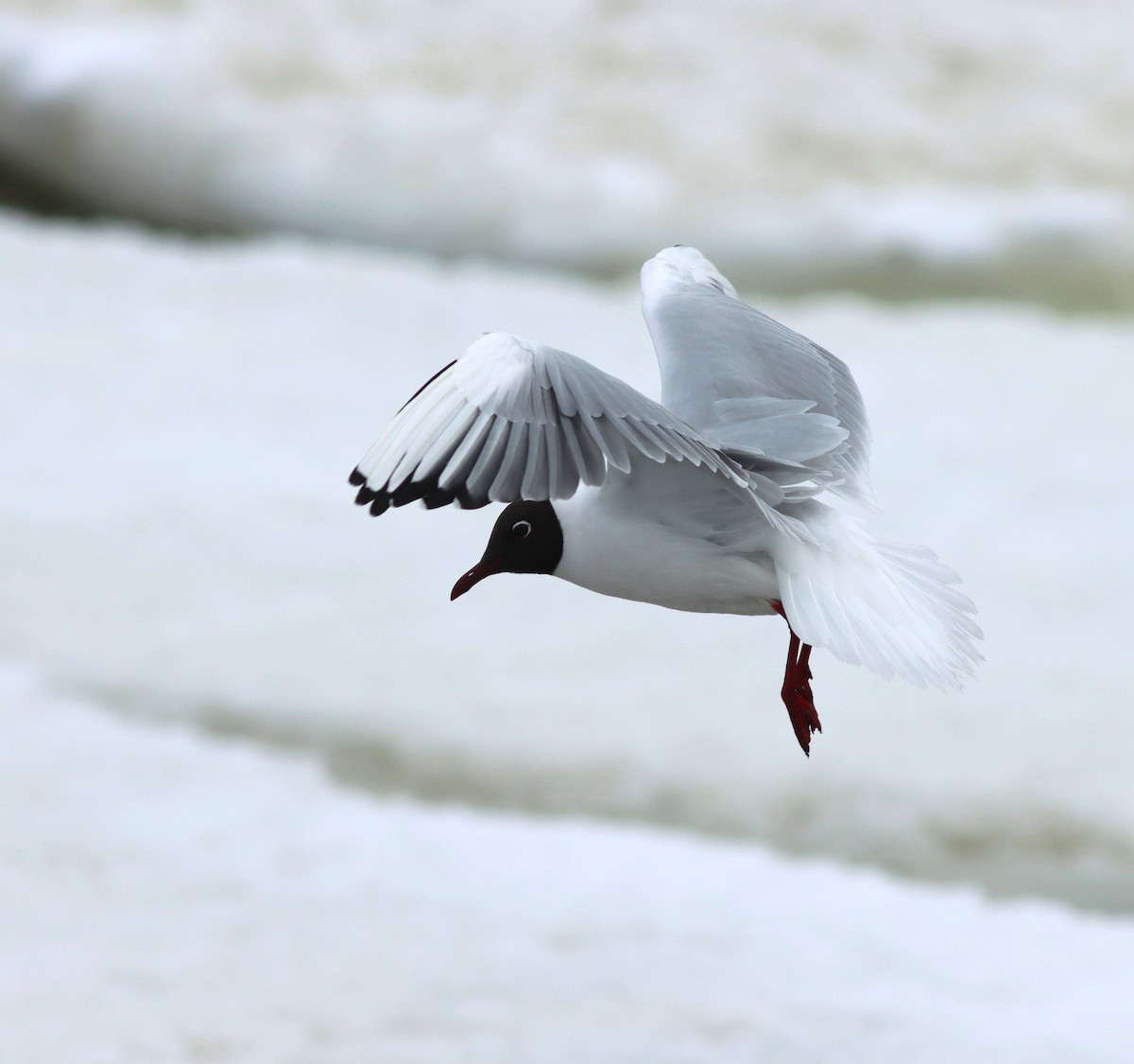 Black-headed Gull - ML617028405