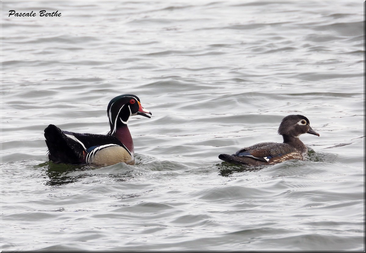 Wood Duck - ML617028422