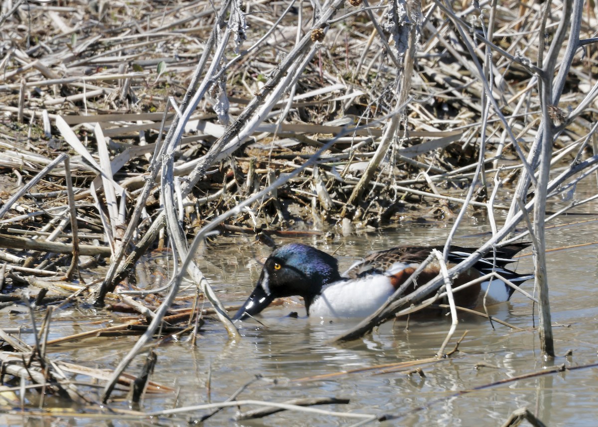 Northern Shoveler - ML617028429