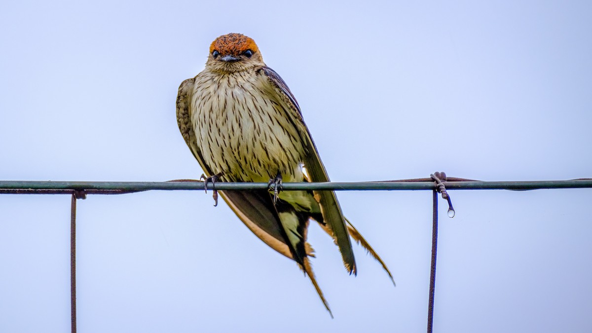 Greater Striped Swallow - Andrew Black