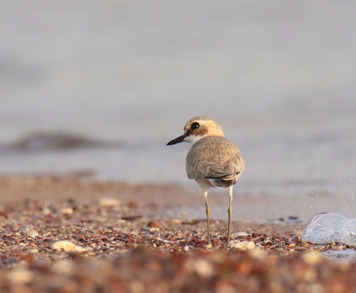 Greater Sand-Plover - משה נאמן