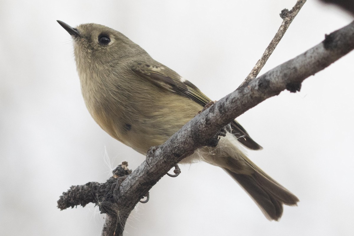 Ruby-crowned Kinglet - ML617028471