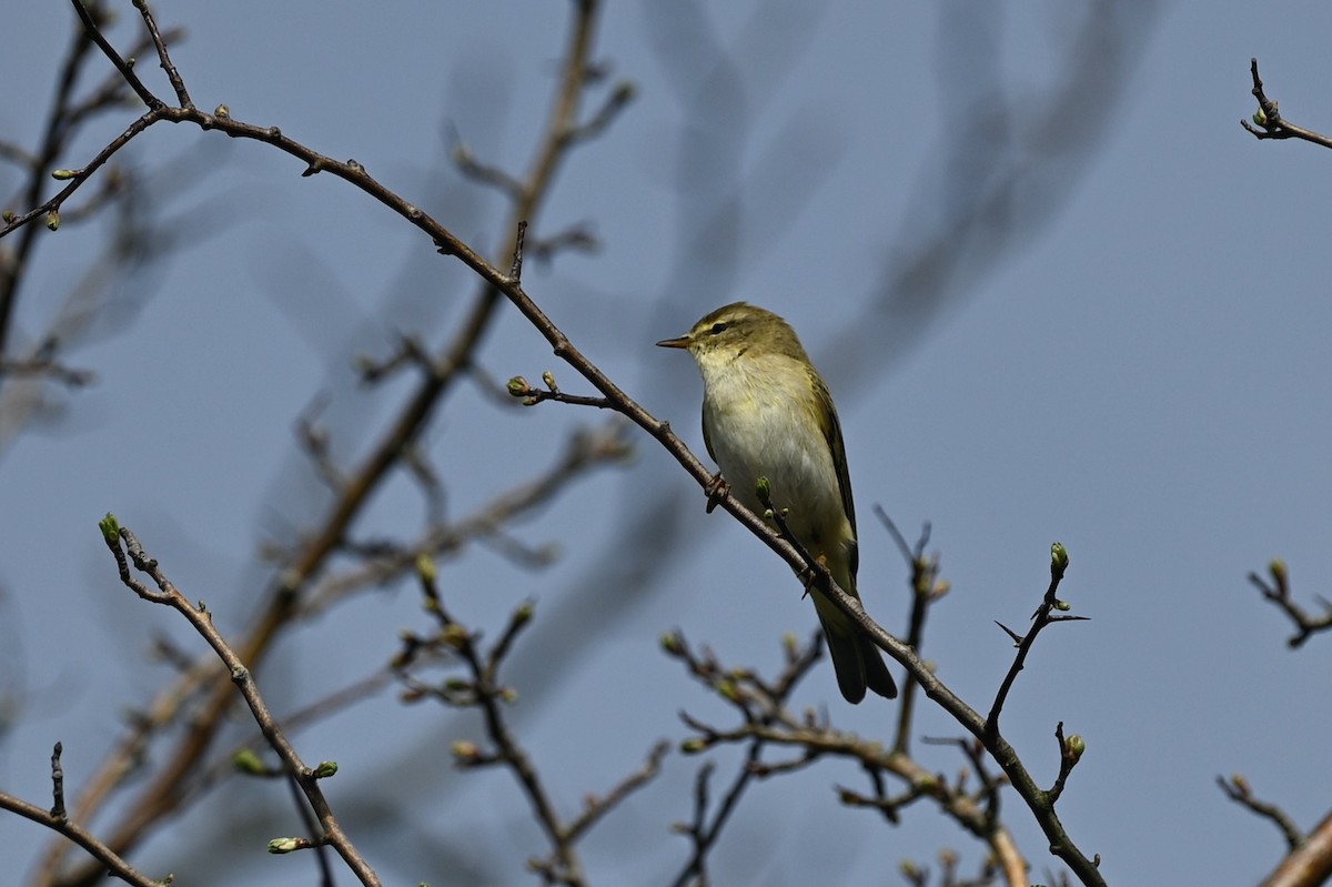 Willow Warbler - julie desrosiers