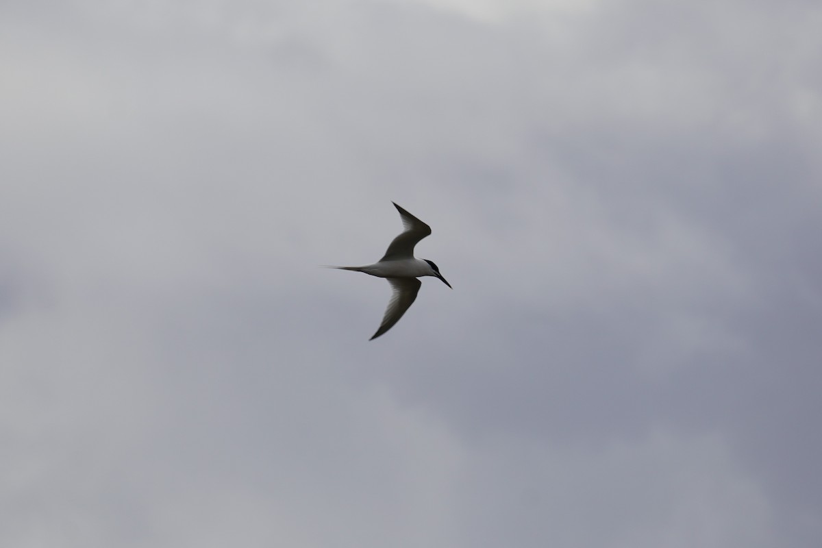 Sandwich Tern - Nadège Langet