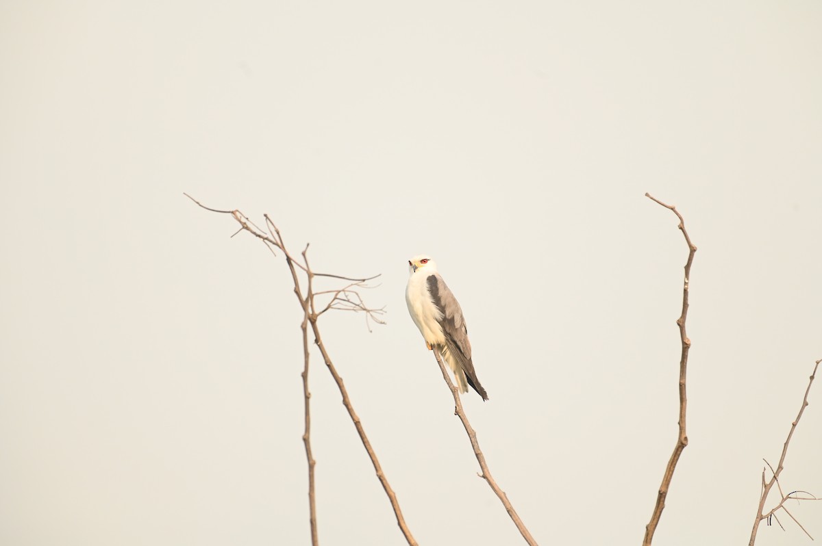 Black-winged Kite - ML617028709