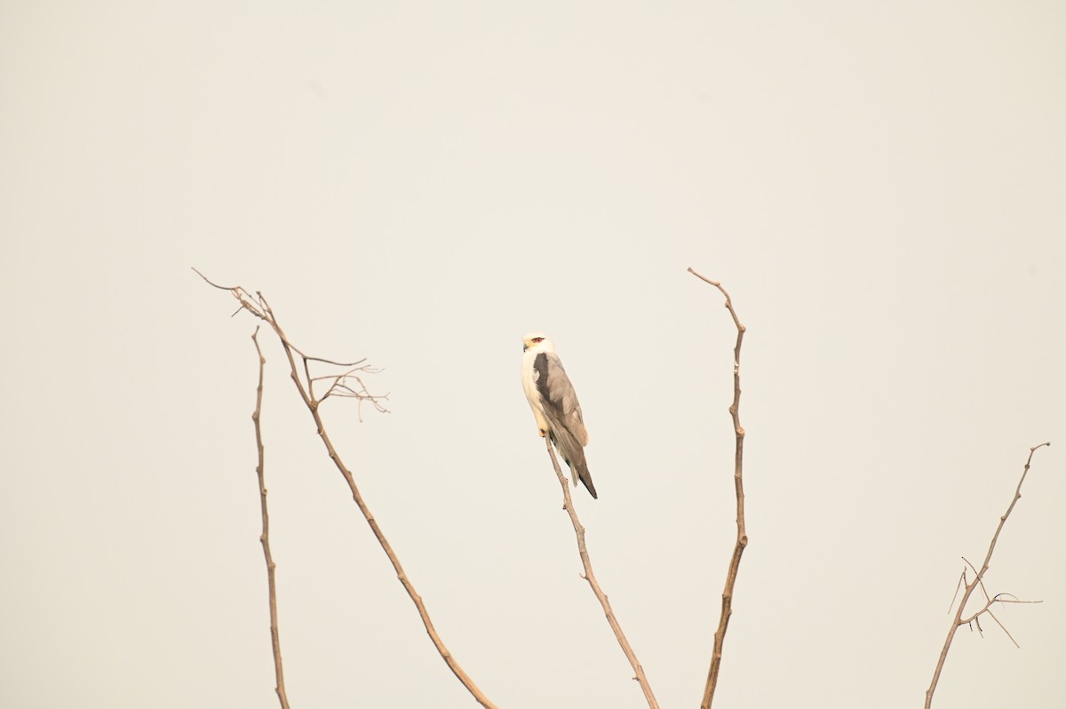 Black-winged Kite - ML617028710