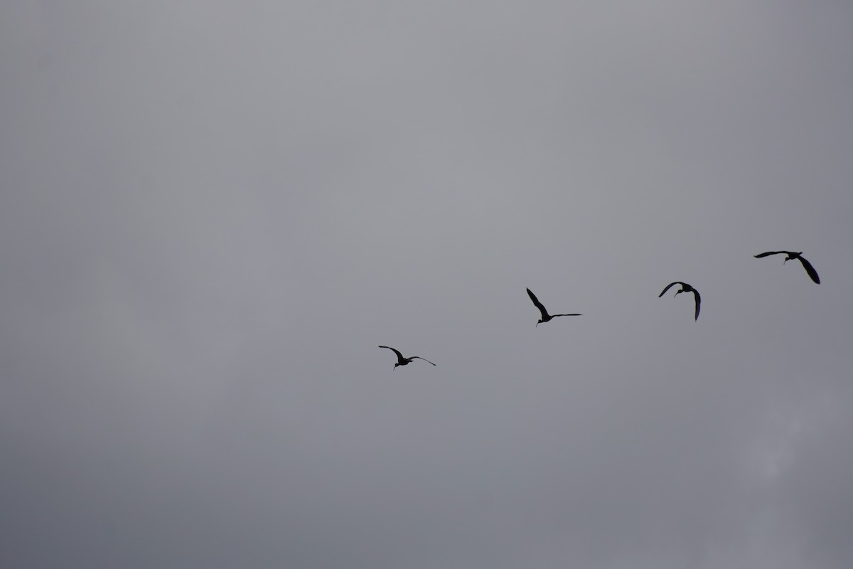ibis hnědý - ML617028712