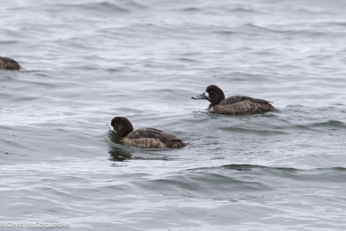 Greater Scaup - ML617028742