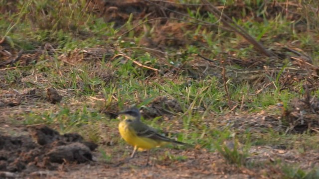 Eastern Yellow Wagtail - ML617028760