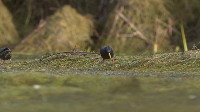 European Starling - ML617028761