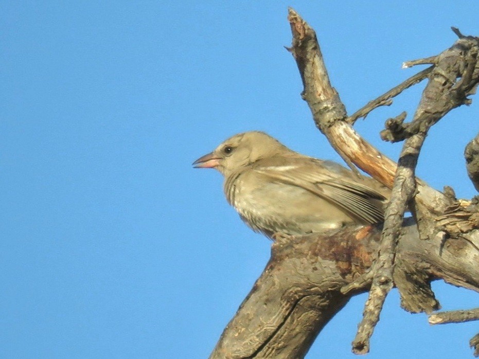 Yellow-throated Sparrow - משה נאמן
