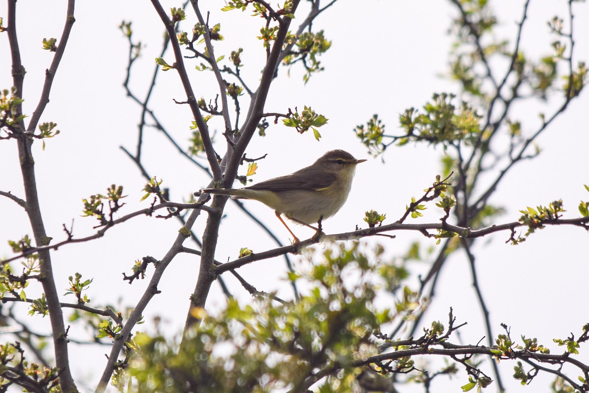 Willow Warbler - ML617028823