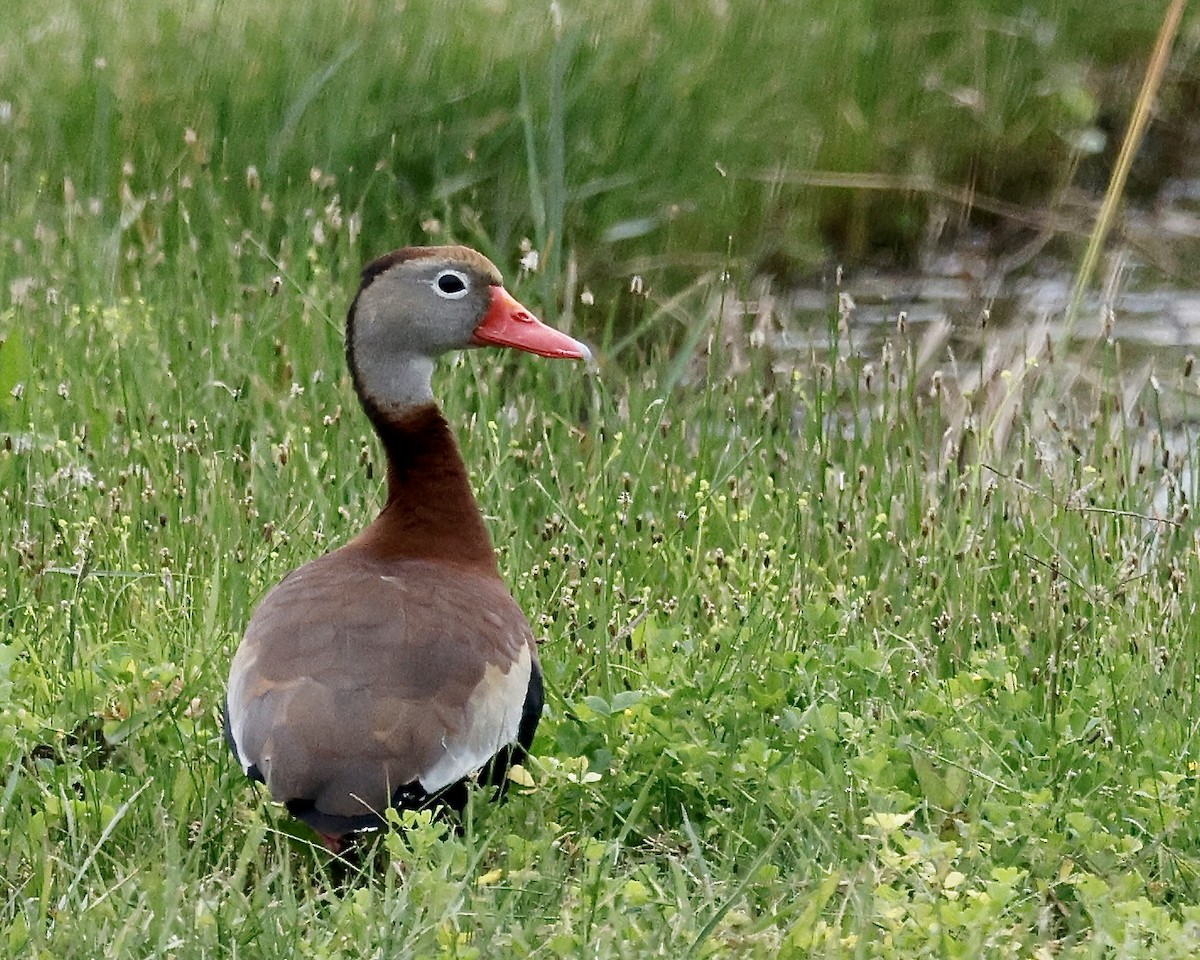 Black-bellied Whistling-Duck - ML617028851