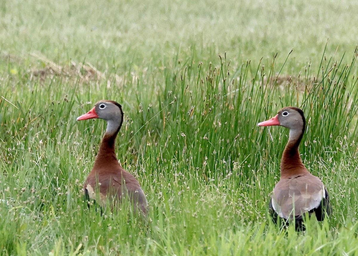 Black-bellied Whistling-Duck - Cate Hopkinson