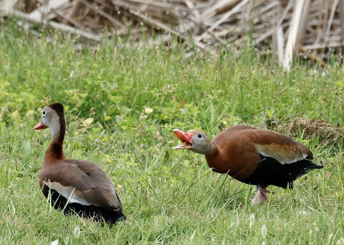 Black-bellied Whistling-Duck - ML617028853