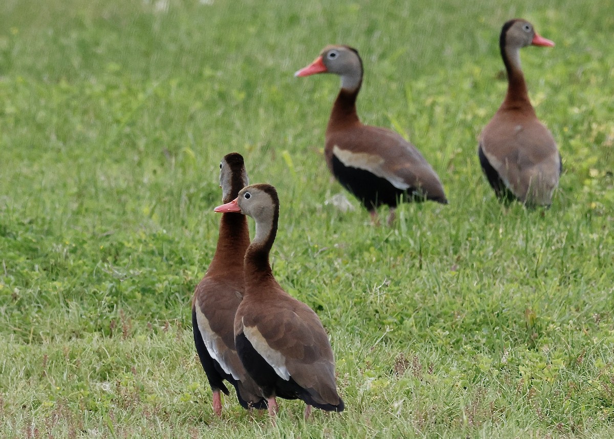 Black-bellied Whistling-Duck - ML617028854