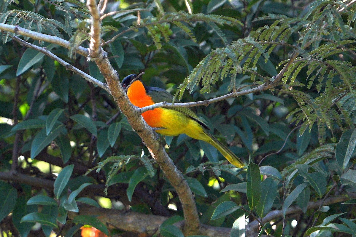 Black-fronted Bushshrike - ML617028874