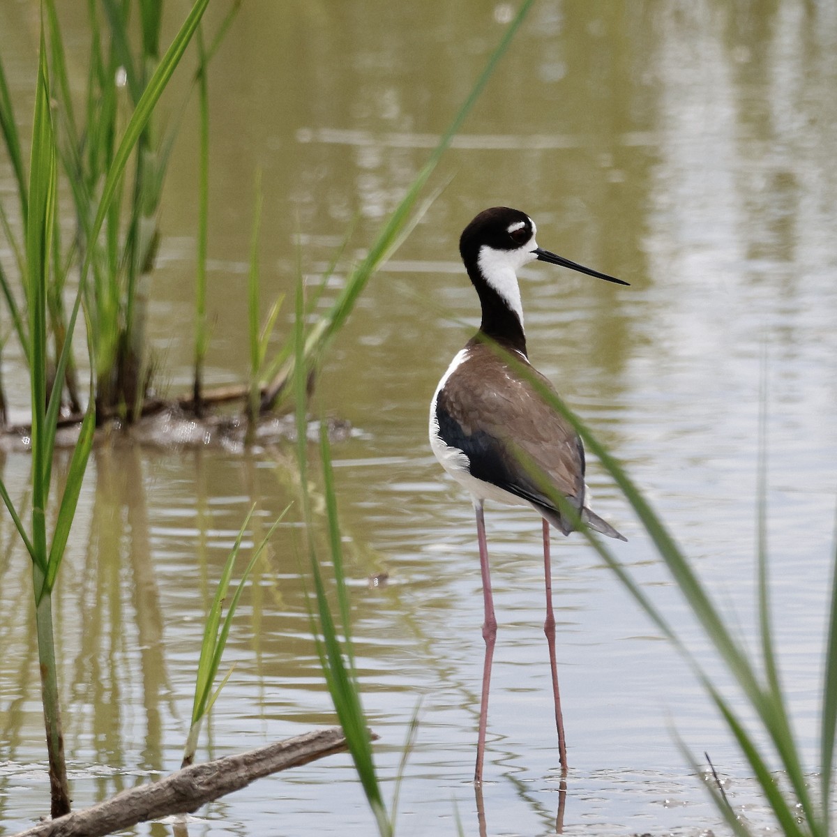 Black-necked Stilt - ML617028885