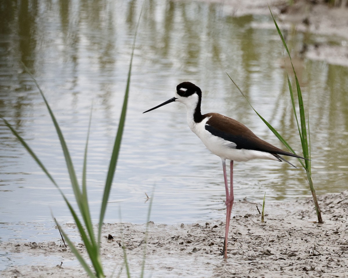 Black-necked Stilt - ML617028886