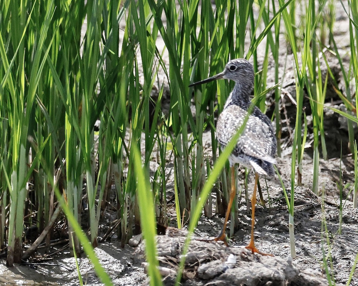 Greater Yellowlegs - ML617028895