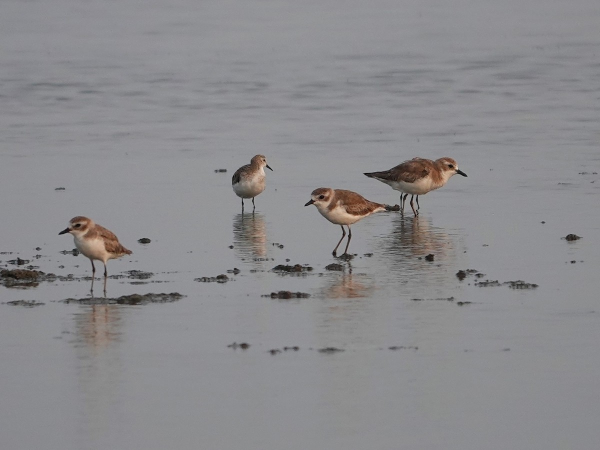 Greater Sand-Plover - ML617028924