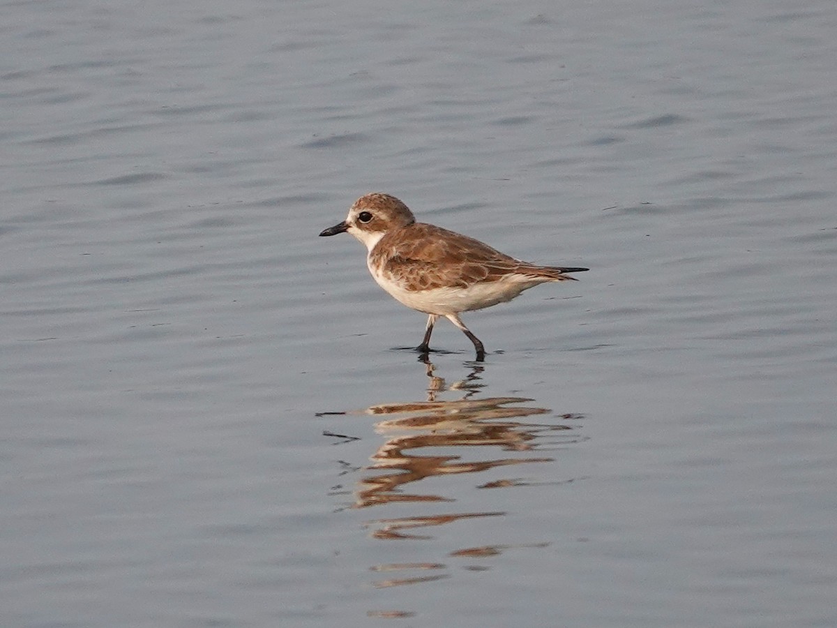 Greater Sand-Plover - ML617028925