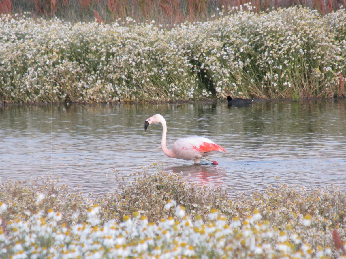 Chilean Flamingo - ML617028946