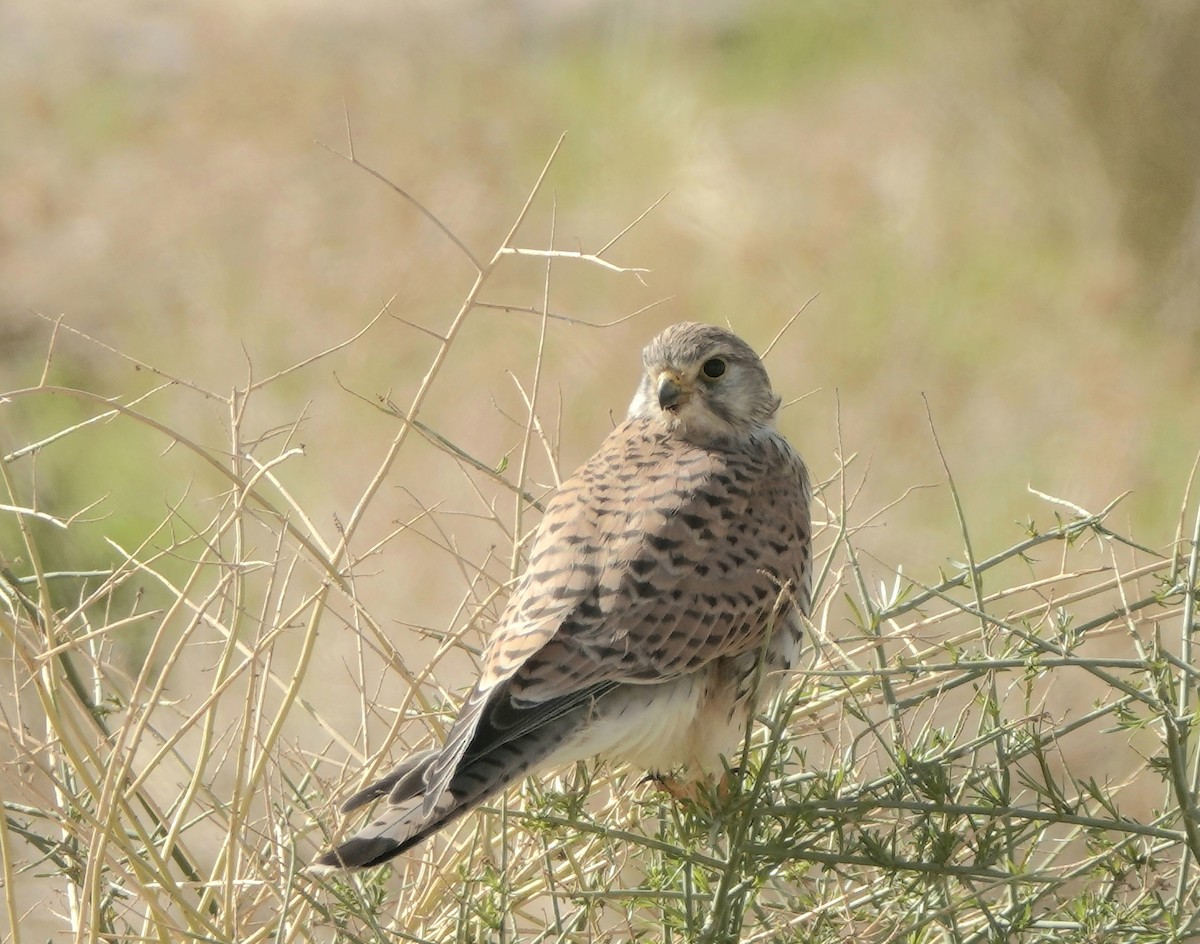 Eurasian Kestrel - ML617028950