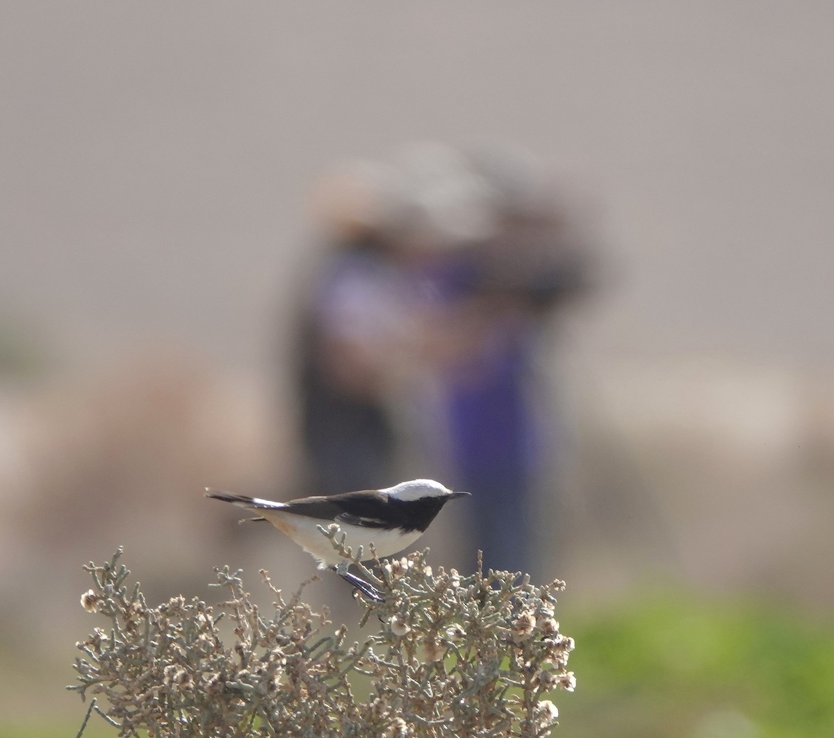 Mourning Wheatear - ML617028956