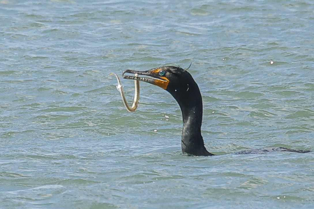 Double-crested Cormorant - ML617029005