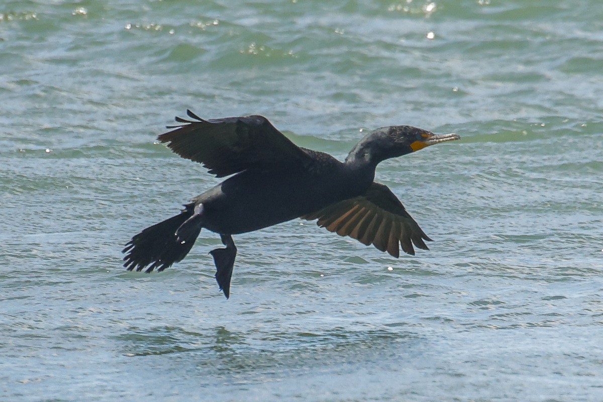 Double-crested Cormorant - ML617029006